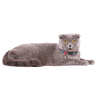 Нашийник для котів та дрібних порід собак WAUDOG Re-cotton з QR паспортом, відновлена бавовна, світловідбиваючий, пластикова пряжка, XS, Ш 10 мм, Дл 2 синій