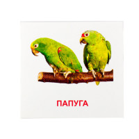 Розвиваючі картки "Птахи" (110х110 мм) 72753 укр. /англ. мовою ЗІРКА