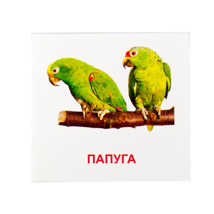 Розвиваючі картки "Птахи" (110х110 мм) 72753 укр. /англ. мовою ЗІРКА