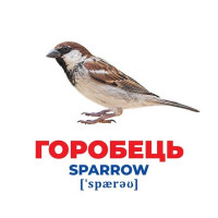 Набір розвиваючих карток Геній з пелюшок "Птахи України"Ранок 10107193У, 17 карток Ranok Creative