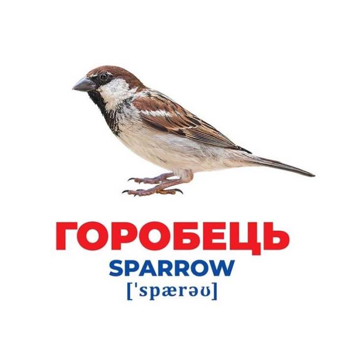 Набір розвиваючих карток Геній з пелюшок "Птахи України"Ранок 10107193У, 17 карток Ranok Creative