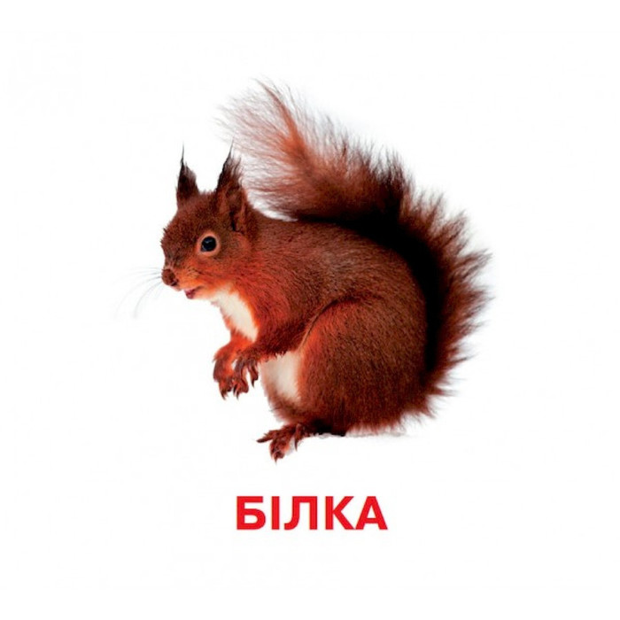 Розвиваючі картки для дітей Дикі тварини J011y, 18 картинок Jumbi