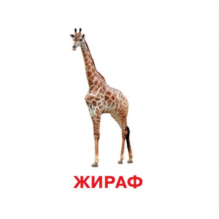 Розвиваючі картки для дітей Дикі тварини J011y, 18 картинок Jumbi