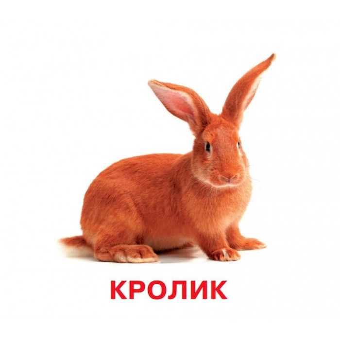 Розвиваючі картки для дітей Домашні тварини J012yD, 18 картинок Jumbi