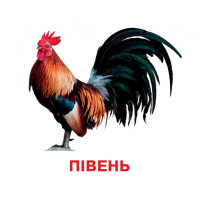 Розвиваючі картки для дітей Домашні тварини J012yD, 18 картинок Jumbi